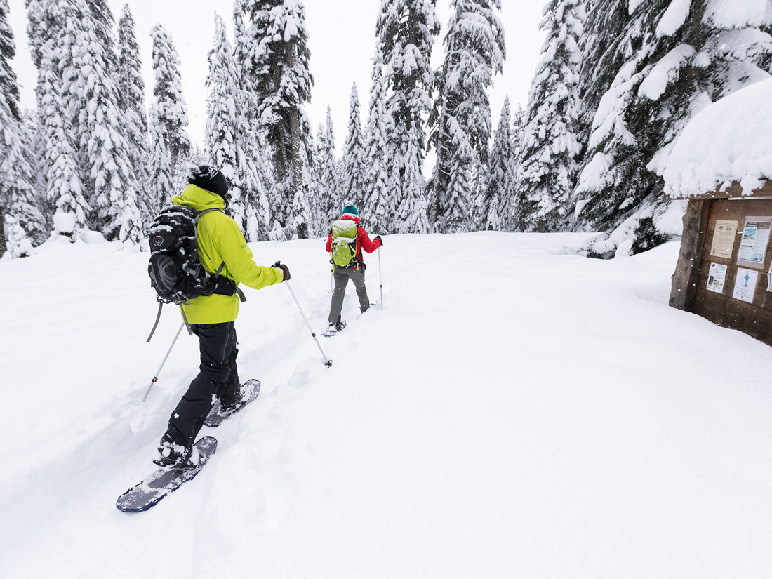 MSR DynaLock Trail Backcountry Poles - Shop Ski Poles at Trekaline
