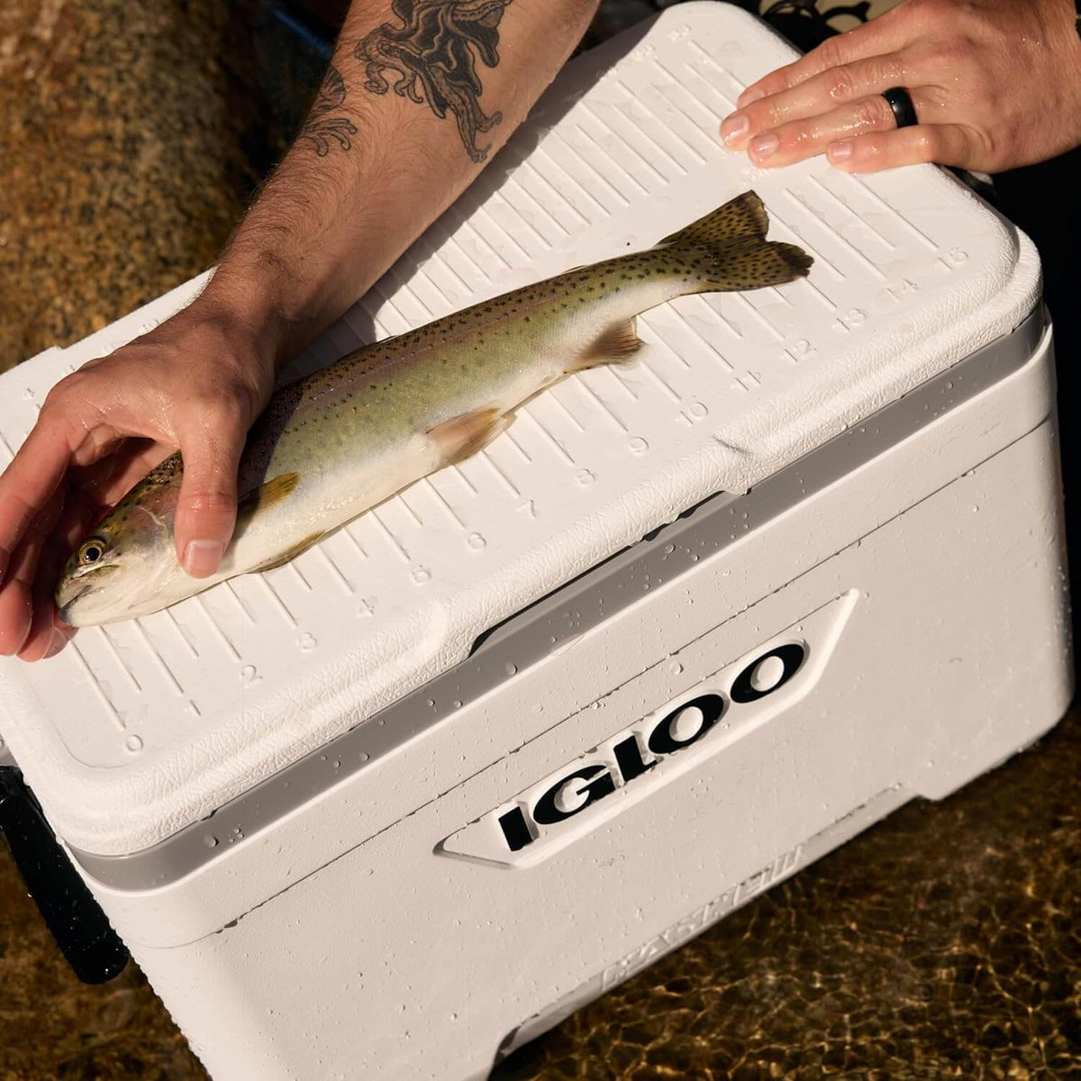 Igloo Marine 25Qt / 24L Cooler - Shop Outdoor Coolers at Trekaline