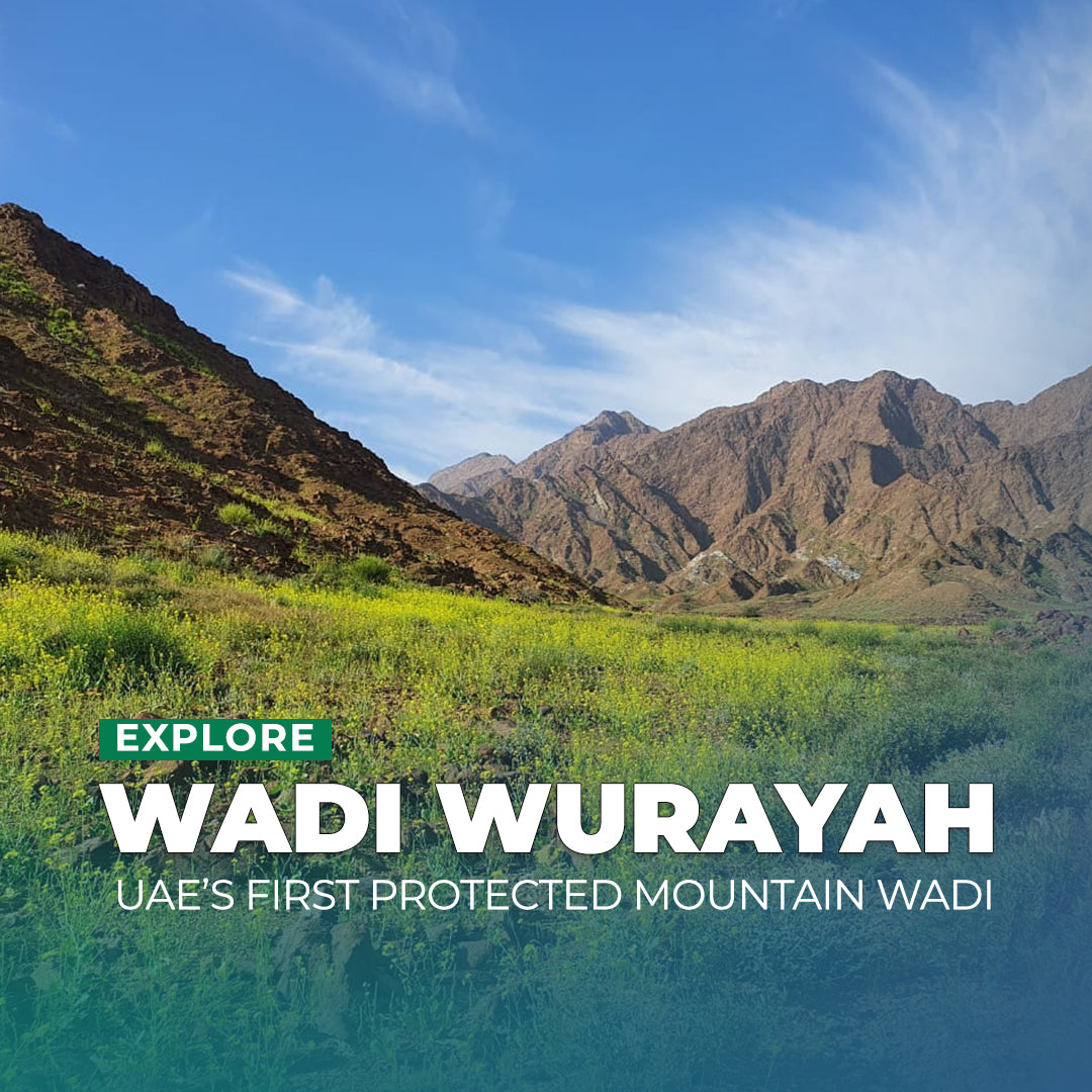 A scenic landscape photo of Wadi Wurayah in the UAE, featuring a lush green valley in the foreground, rugged brown mountains in the background, and a bright blue sky. Text overlays at the bottom read 'EXPLORE WADI WURAYAH' and 'UAE'S FIRST PROTECTED MOUNTAIN WADI'.