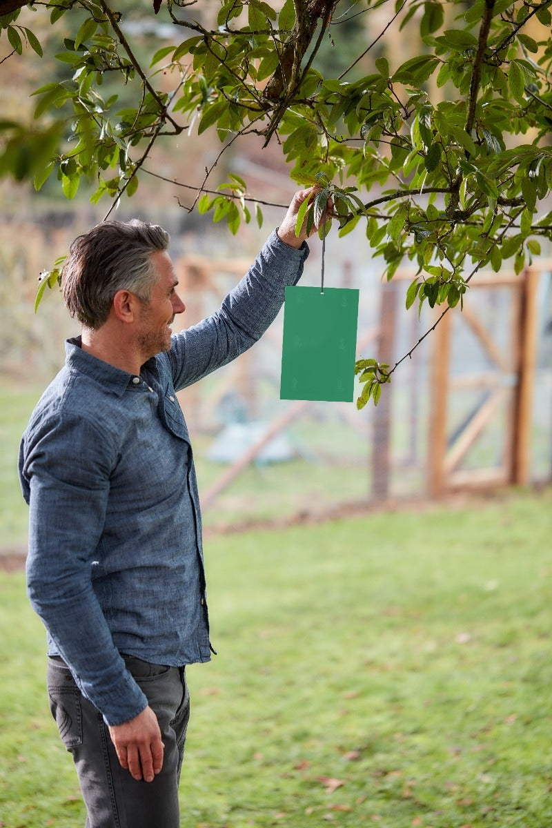 STV Defenders Horse Chestnut Leaf Miner Pheromone Trap