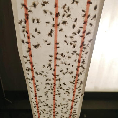 STV Zero In Ultra Power XL Sticky Fly Roll 10 m