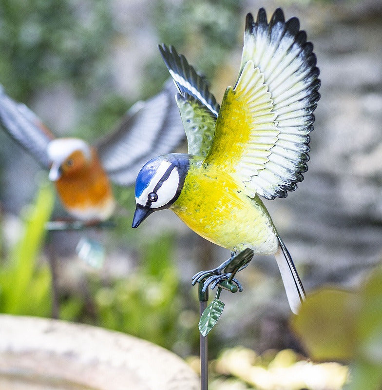 La Hacienda Inquisitive Blue Tit on Stake