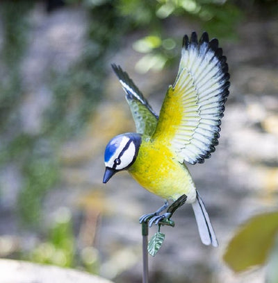 La Hacienda Inquisitive Blue Tit on Stake