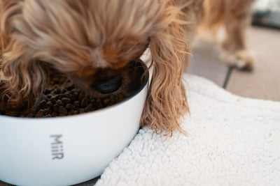 MiiR Dog Bowl 50 oz