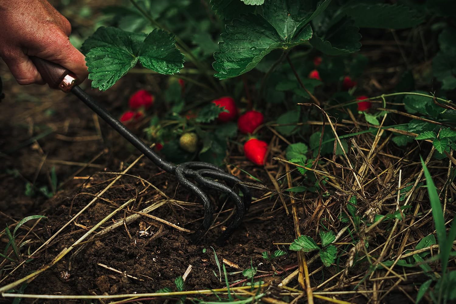 Barebones Stainless Steel Garden Cultivator - Shop  Garden Tools at  Trekaline