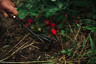 Barebones Stainless Steel Garden Cultivator - Shop  Garden Tools at  Trekaline