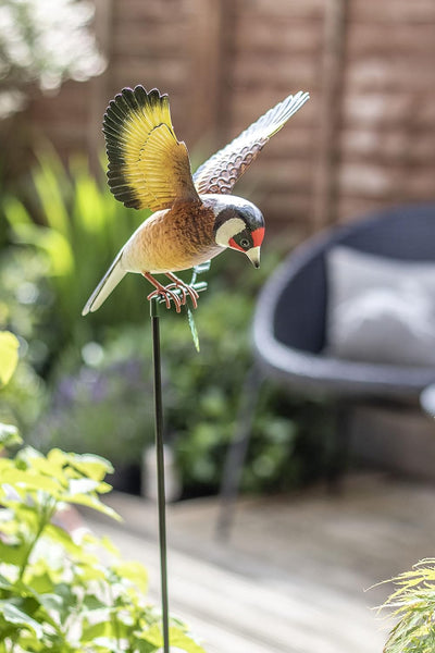 La Hacienda Hanging Goldfinch