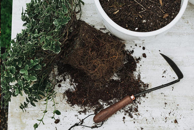 Barebones Japanese Weeding Hoe Walnut - Shop  Garden Tools at  Trekaline