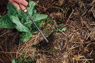 Barebones Triangle Hand Garden Hoe Walnut - Shop  Garden Tools at  Trekaline