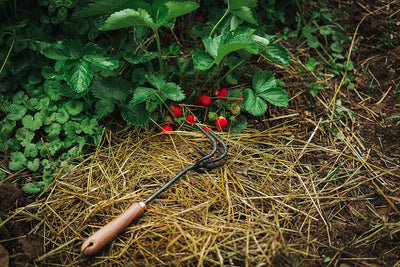 Barebones Stainless Steel Garden Cultivator - Shop  Garden Tools at  Trekaline