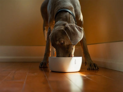MiiR Dog Bowl 50 oz