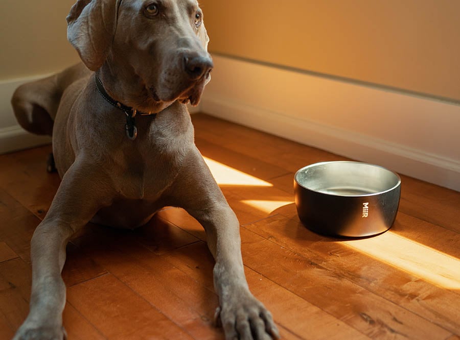 MiiR Dog Bowl 50 oz
