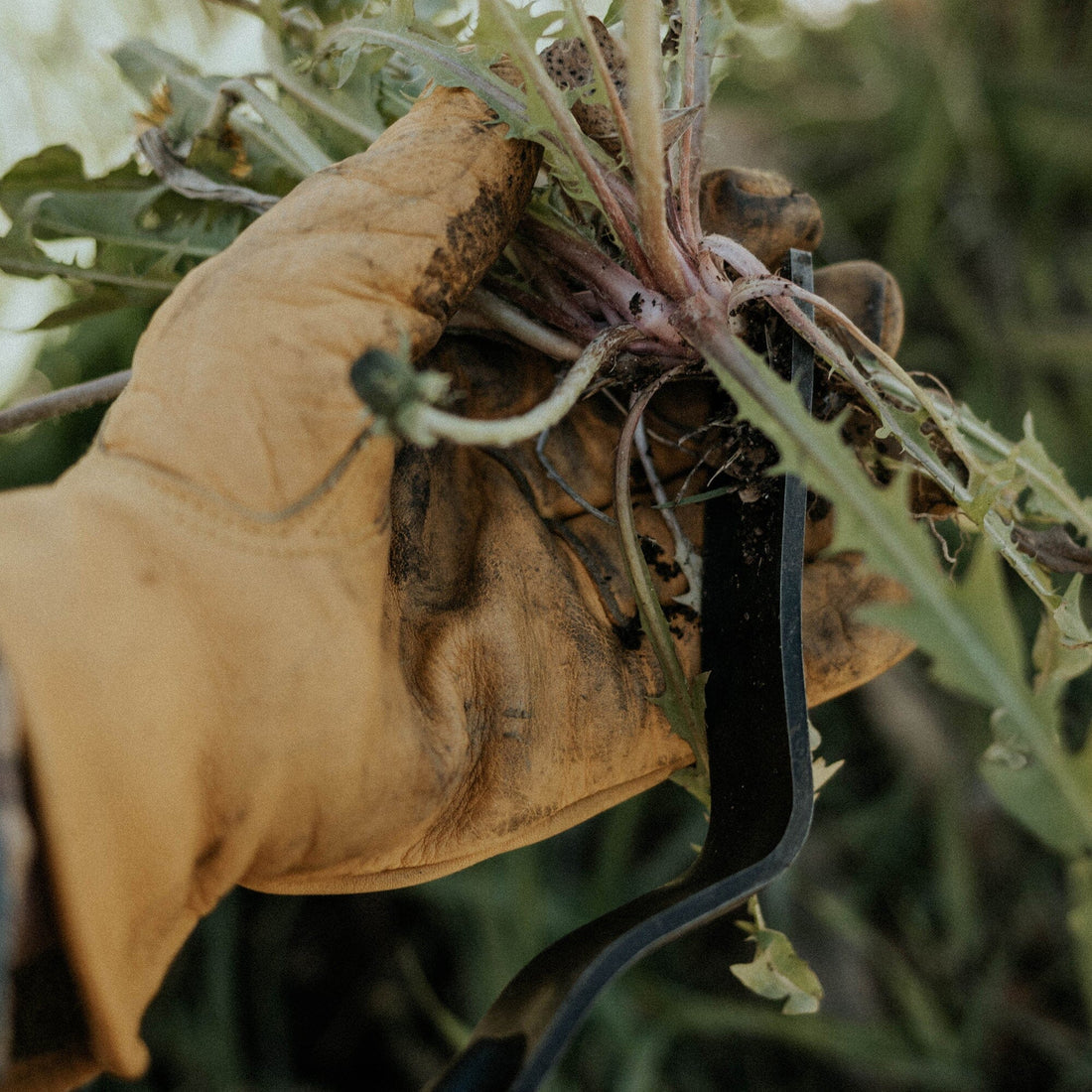Dandelion Weeding Fork - Shop  Garden Tools at  Trekaline