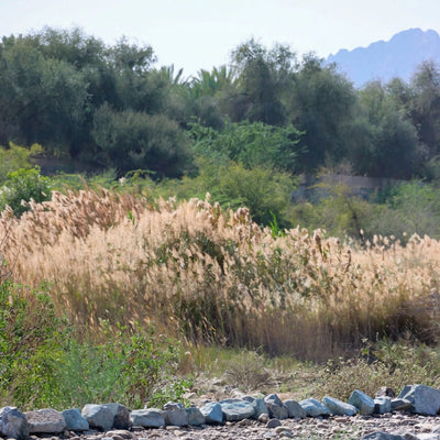 A natural outdoor landscape with a rocky foreground, tall dry reeds, green shrubs, and distant trees under a pale sky.