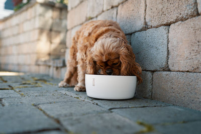 MiiR Dog Bowl 50 oz
