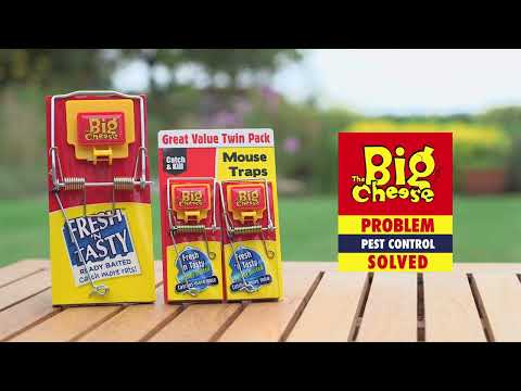 STV Big Cheese Fresh Baited Mouse Trap 2-Pack