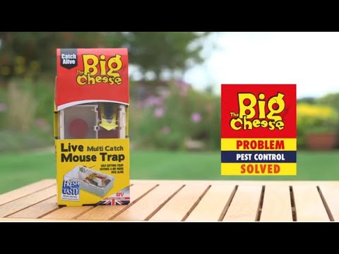 STV Big Cheese Live Multi-Catch Mouse Trap