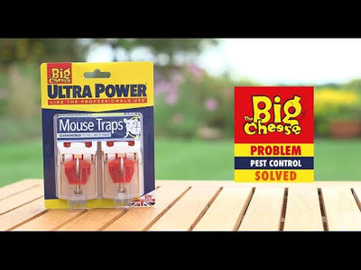 STV Big Cheese Ultra Power Ready-Baited Mouse Trap 2-Pack