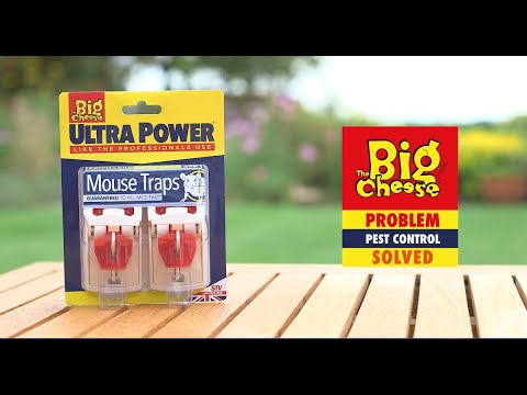 STV Big Cheese Ultra Power Ready-Baited Mouse Trap 2-Pack