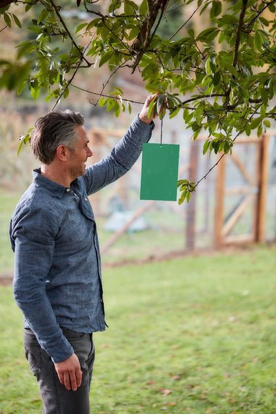 STV Defenders Horse Chestnut Leaf Miner Pheromone Trap