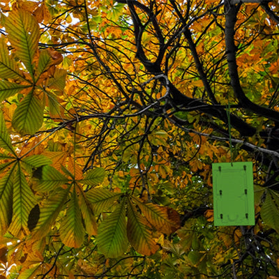 STV Defenders Horse Chestnut Leaf Miner Pheromone Trap