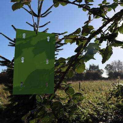STV Defenders Horse Chestnut Leaf Miner Pheromone Trap